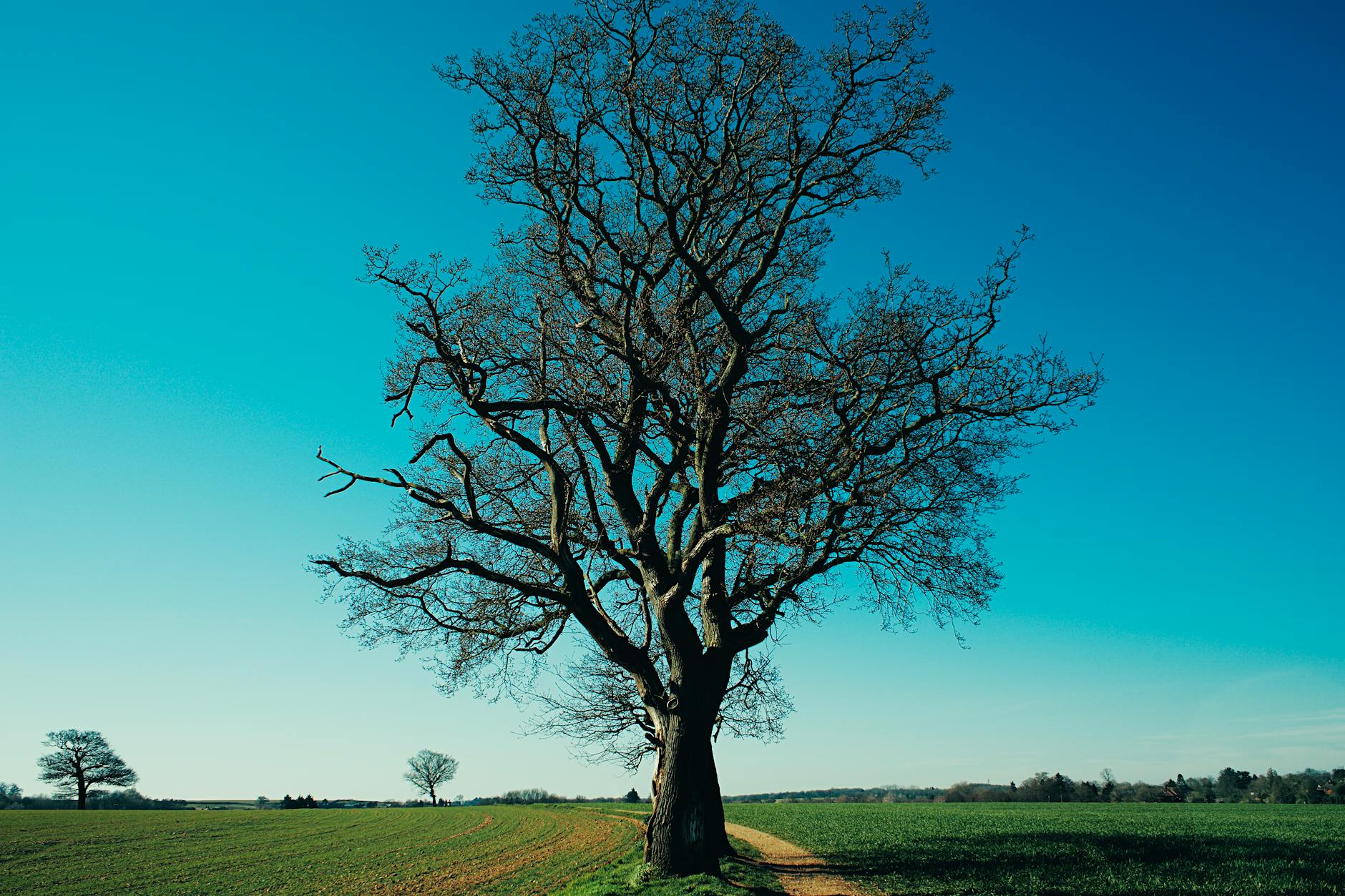 tree on field